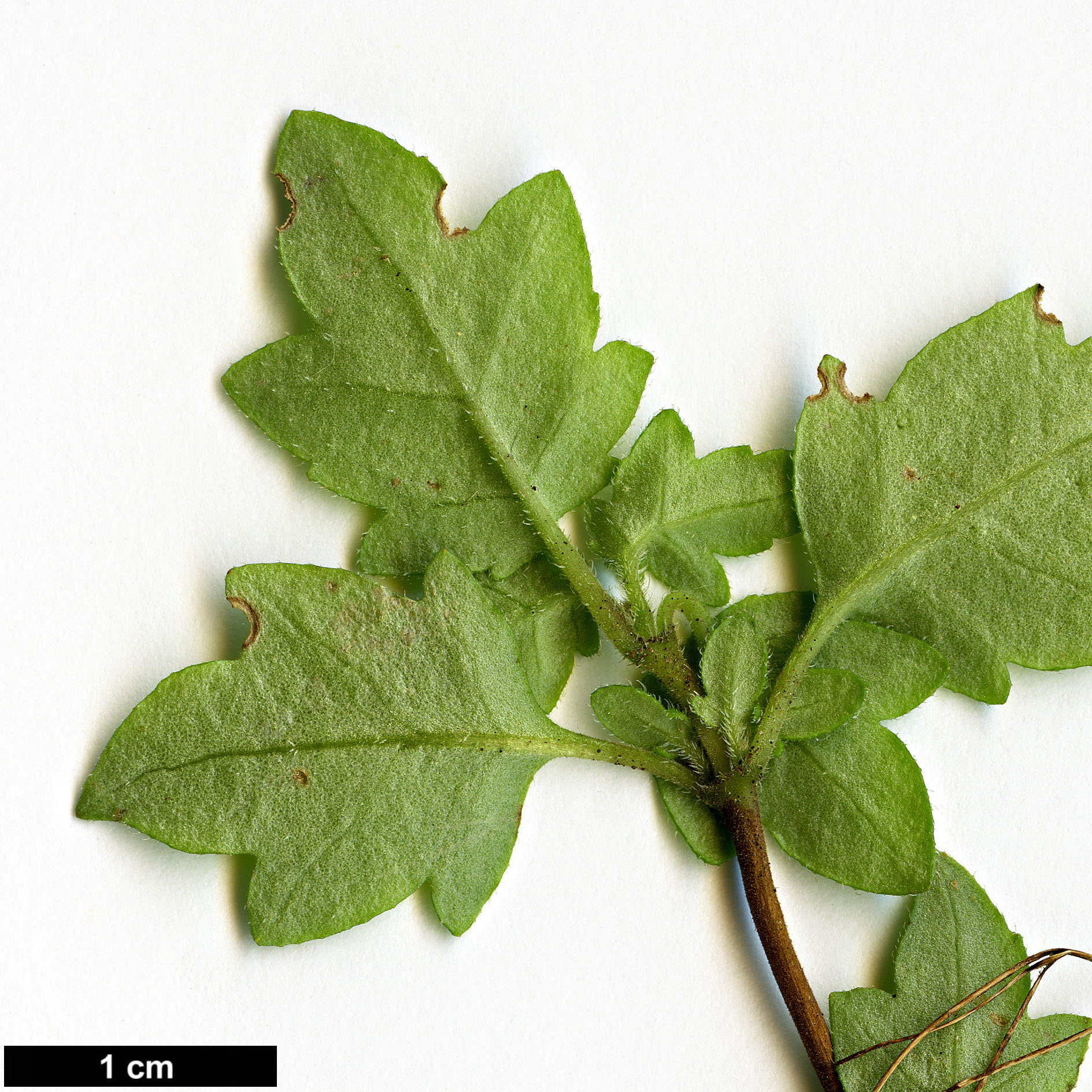 High resolution image: Family: Calceolariaceae - Genus: Jovellana - Taxon: violacea